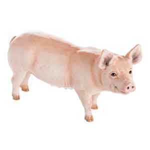 John Beswick White Pig
