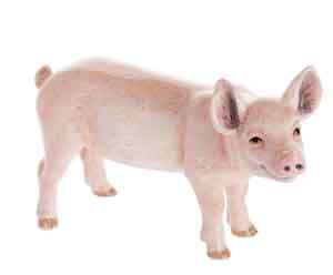 John Beswick White Piglet