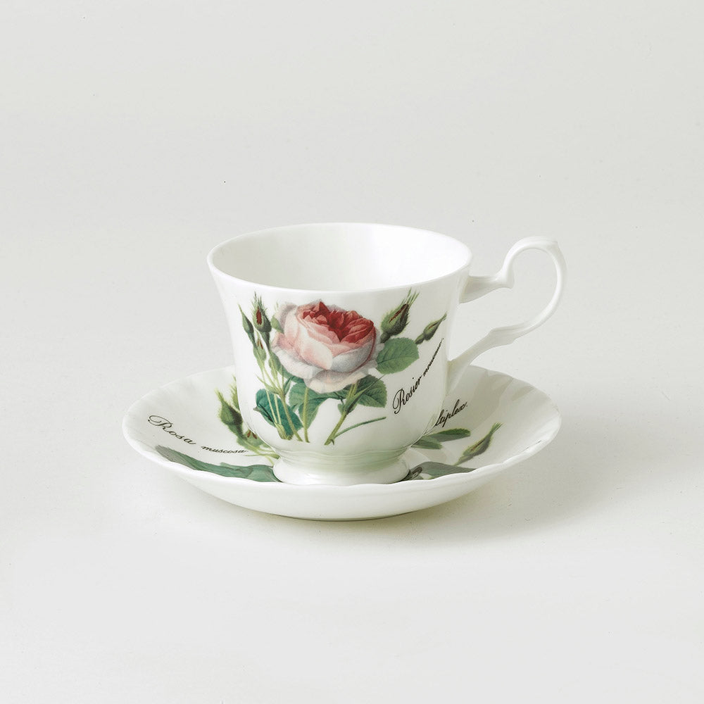 Roy Kirkham Redoute Rose Teacup & Saucer